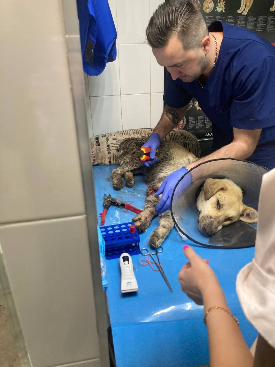 В Новороссийске мужики со стройки спасли умирающую собаку, а волонтёры назвали её Афиной, в честь покровительницы строителей