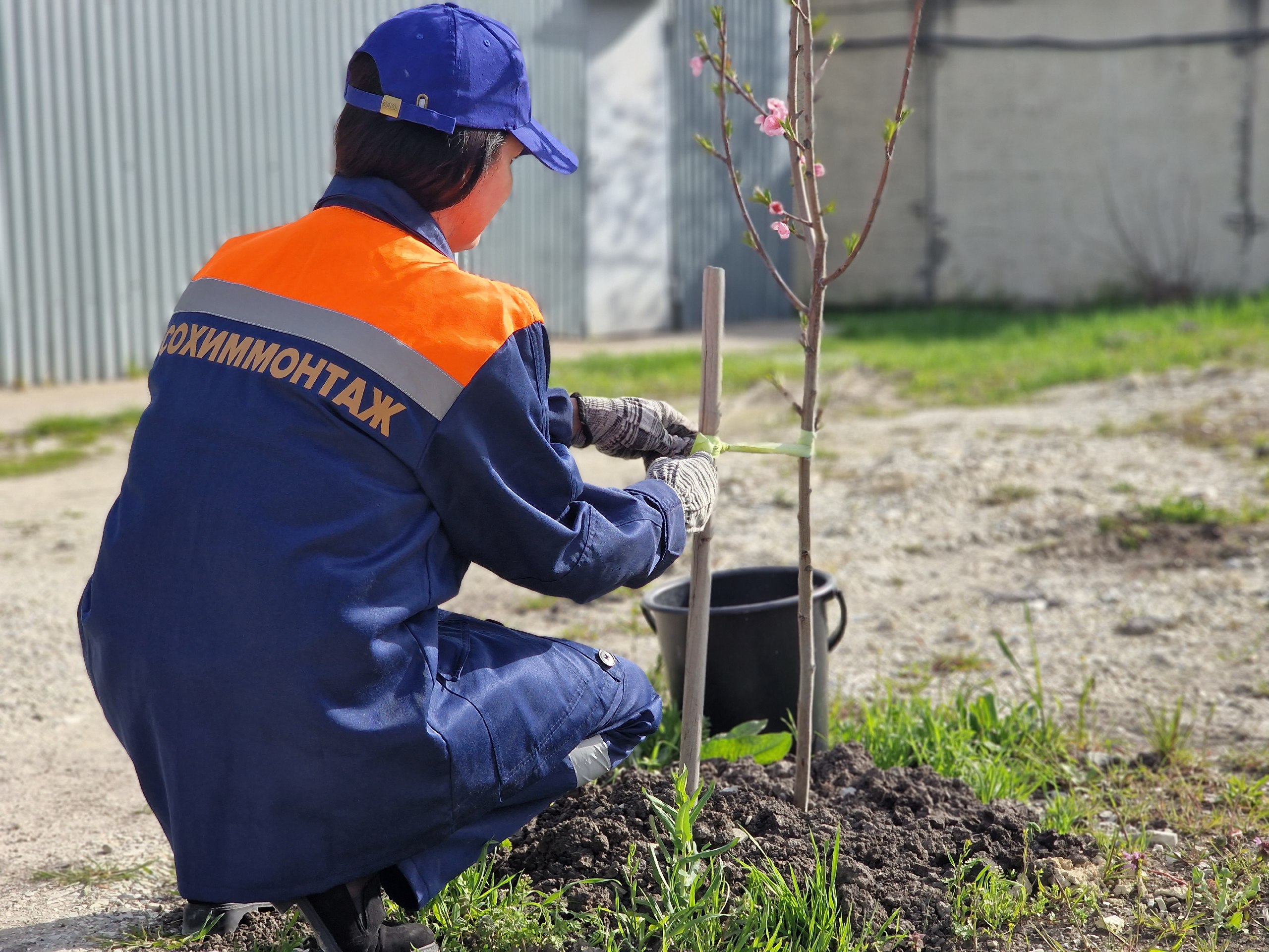 В новороссийской промзоне продолжают сажать…  абрикосовый сад