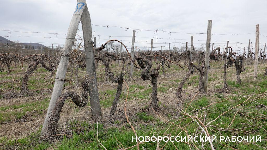 Новороссийцы заняли весь пьедестал в первом рейтинге отечественных органических вин