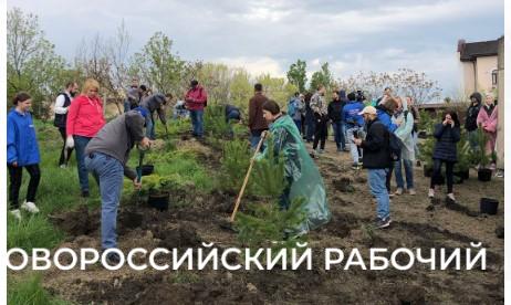 На выжженной части Дендропарка в Новороссийске высадили можжевельники и сосны