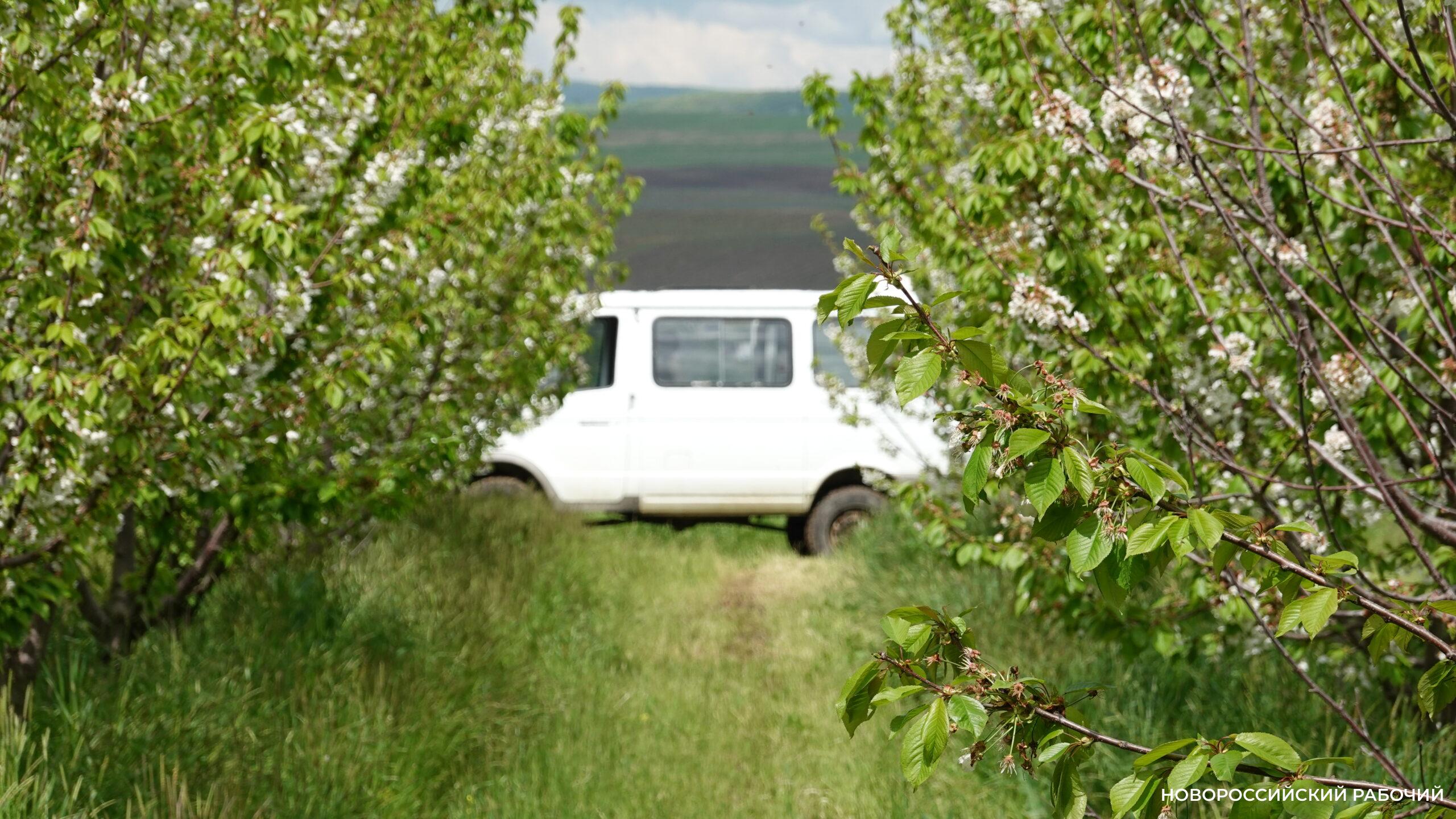 Под Новороссийском цветет самый большой на юге страны черешневый сад. Как выживают современные фермеры