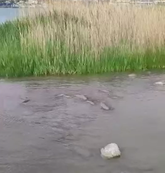Новороссийская лагуна кишит дикими сазанами (видео)