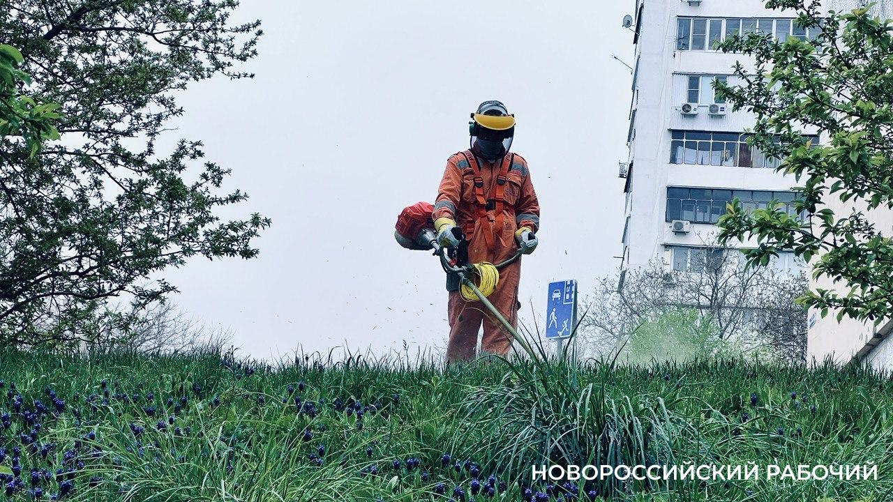 Стало известно, где по вторникам в Новороссийске косят траву