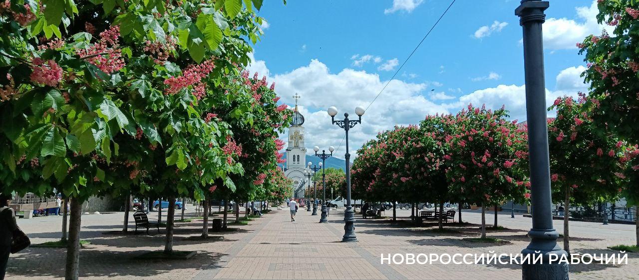 Лучшей фотозоной начала мая в Новороссийске признана аллея розовых каштанов! (видео)