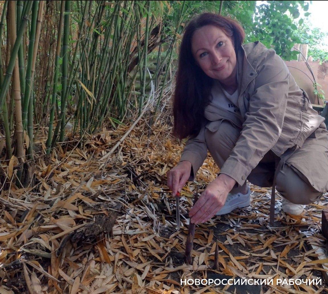 Как в Новороссийске вырастить бамбук и приготовить экзотический салат из его поросли