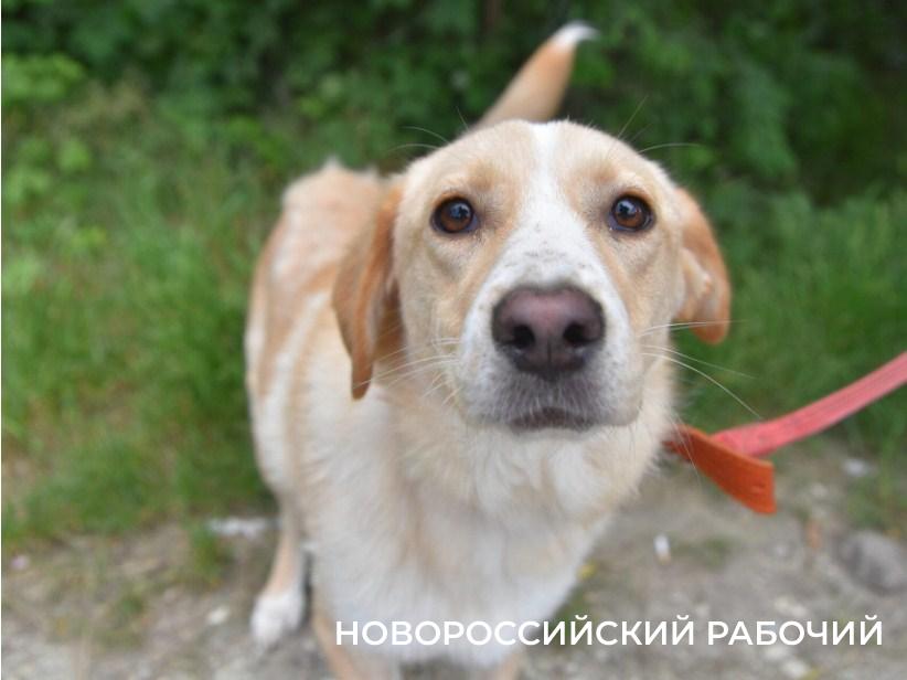 Собака участника СВО Пушкина обрела нового хозяина и нашла друга