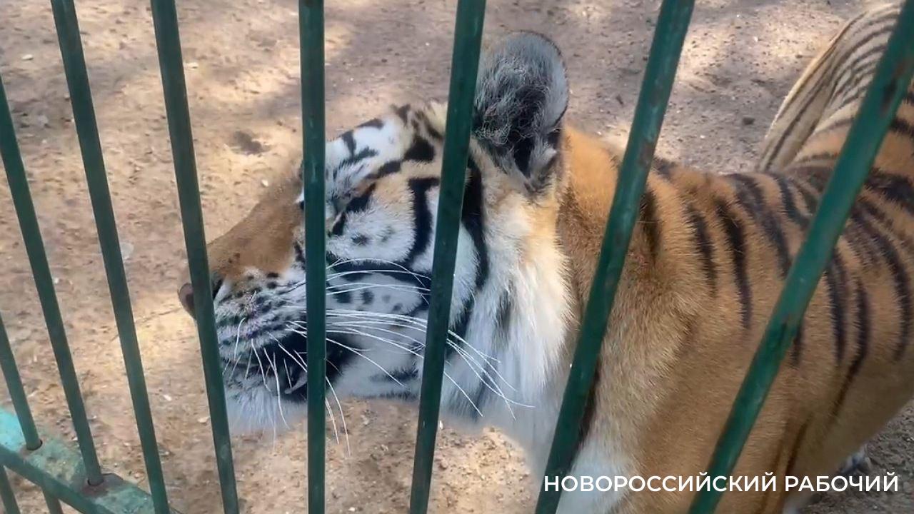 Ослепшая тигрица, которая гуляла по пляжу в Новороссийске, нашла приют в хосписе для крупных кошек