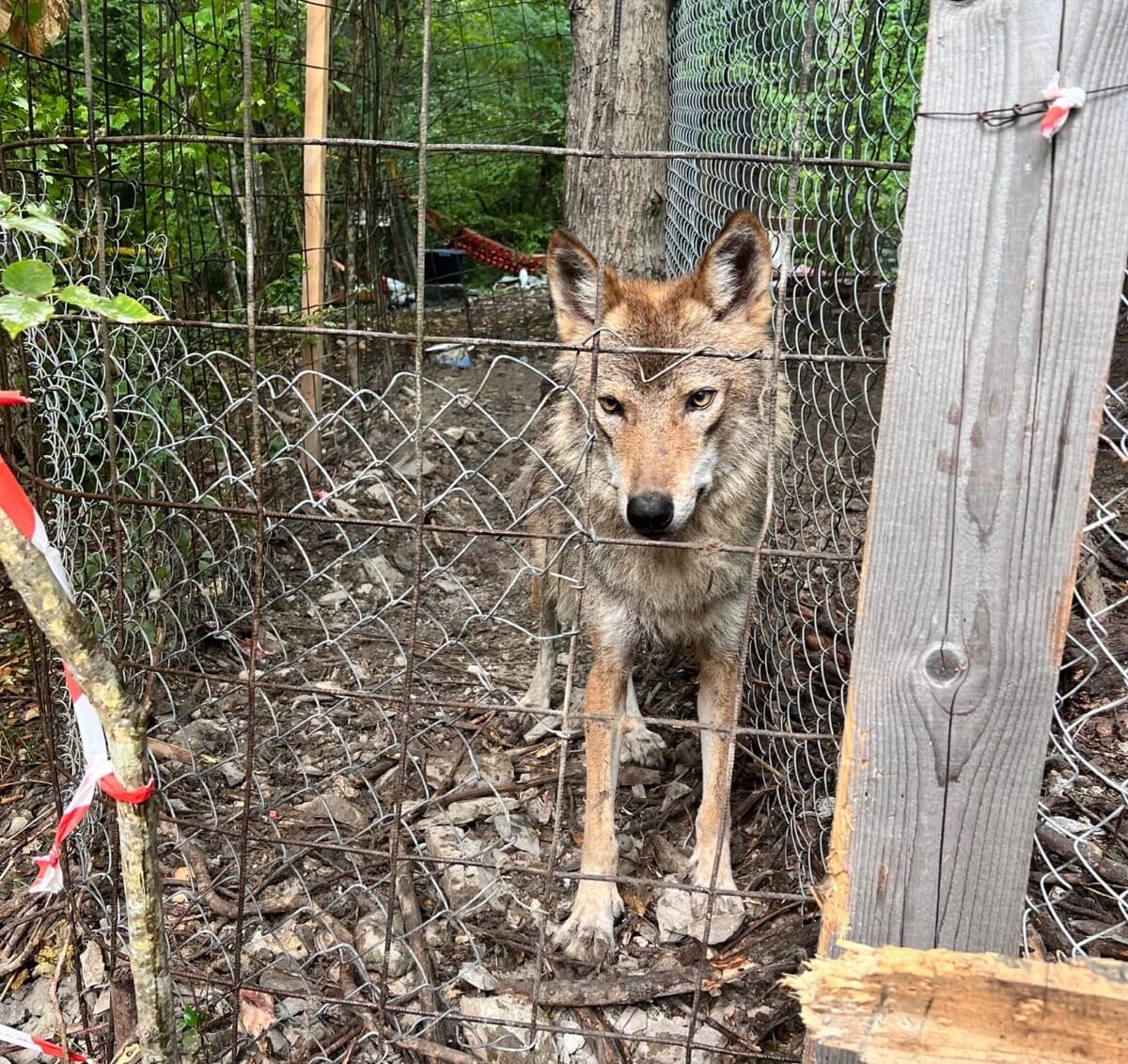 В пригороде Новороссийска местные жители обнаружили вольер с волками