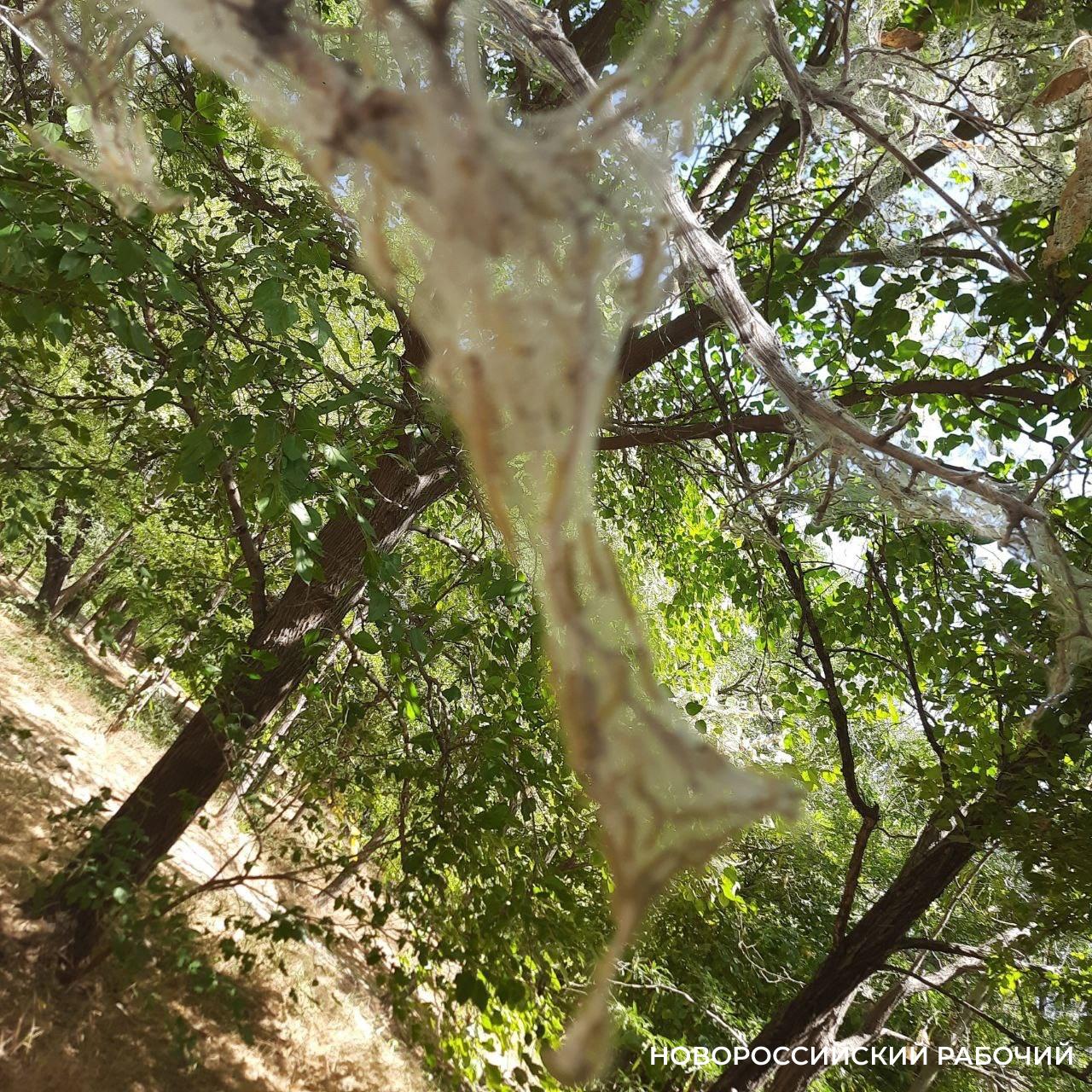 В Пионерской роще Новороссийска деревья будут спасать от гусениц. Определены сроки