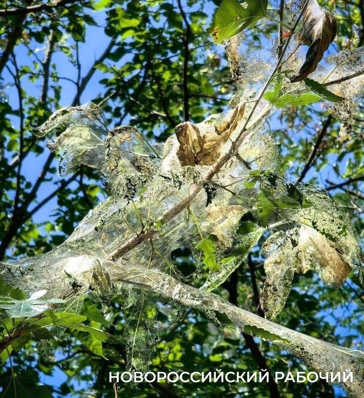 В Новороссийске Пионерскую рощу съедают гусеницы. Когда с ними начнут бороться?