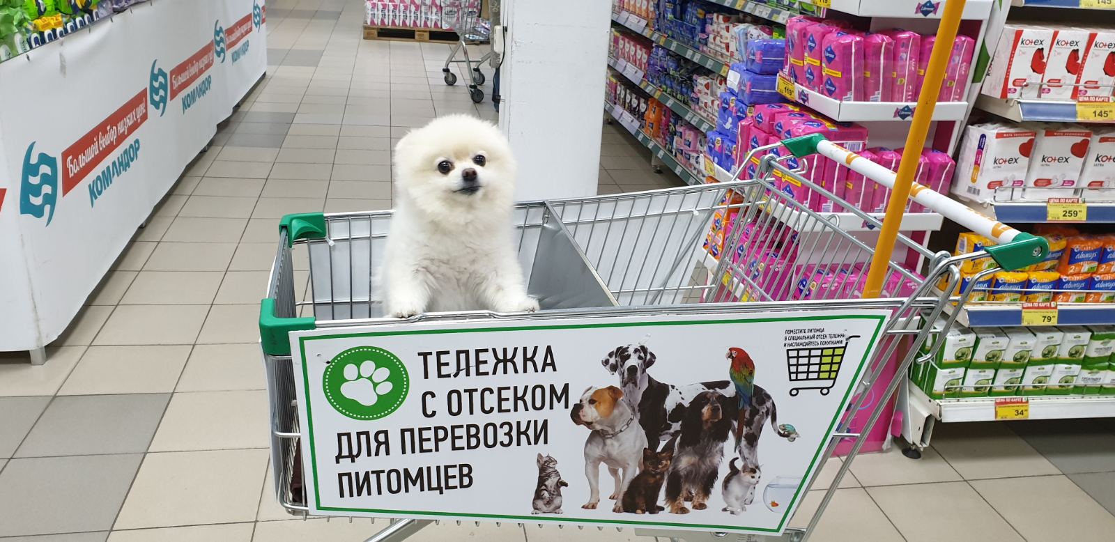 Новороссийцев возмущает новая «мода» — собаки в продуктовых тележках