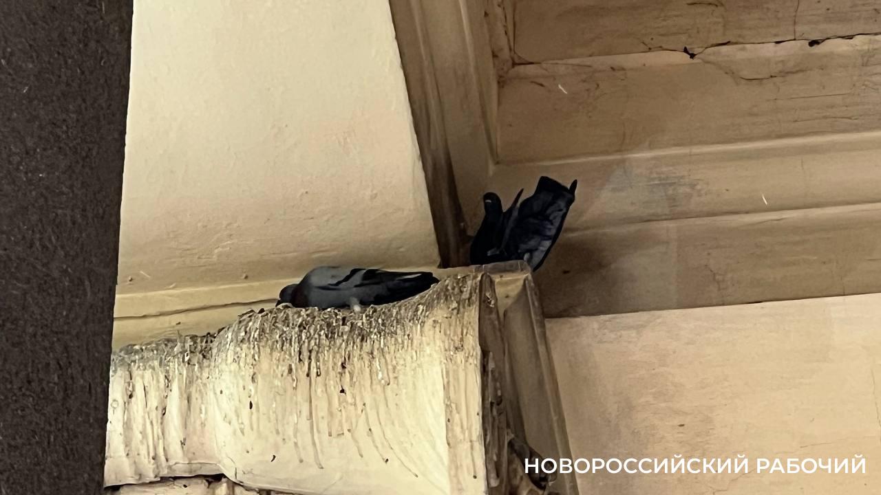 В Новороссийске жители возмущены поведением… голубей и тех, кто за ними не убирает