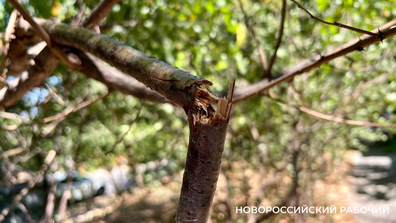 В Новороссийске детям нравится ломать деревья?