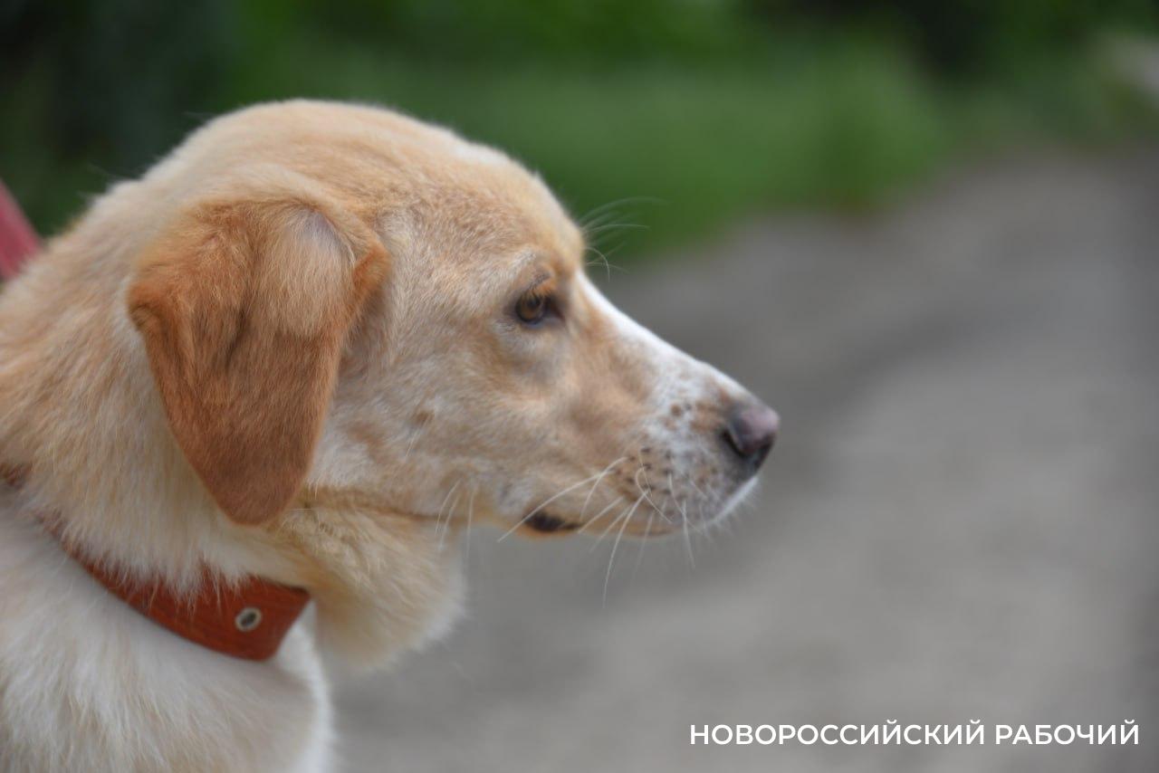 Новороссийская собака «Пушкина» не теряет надежды