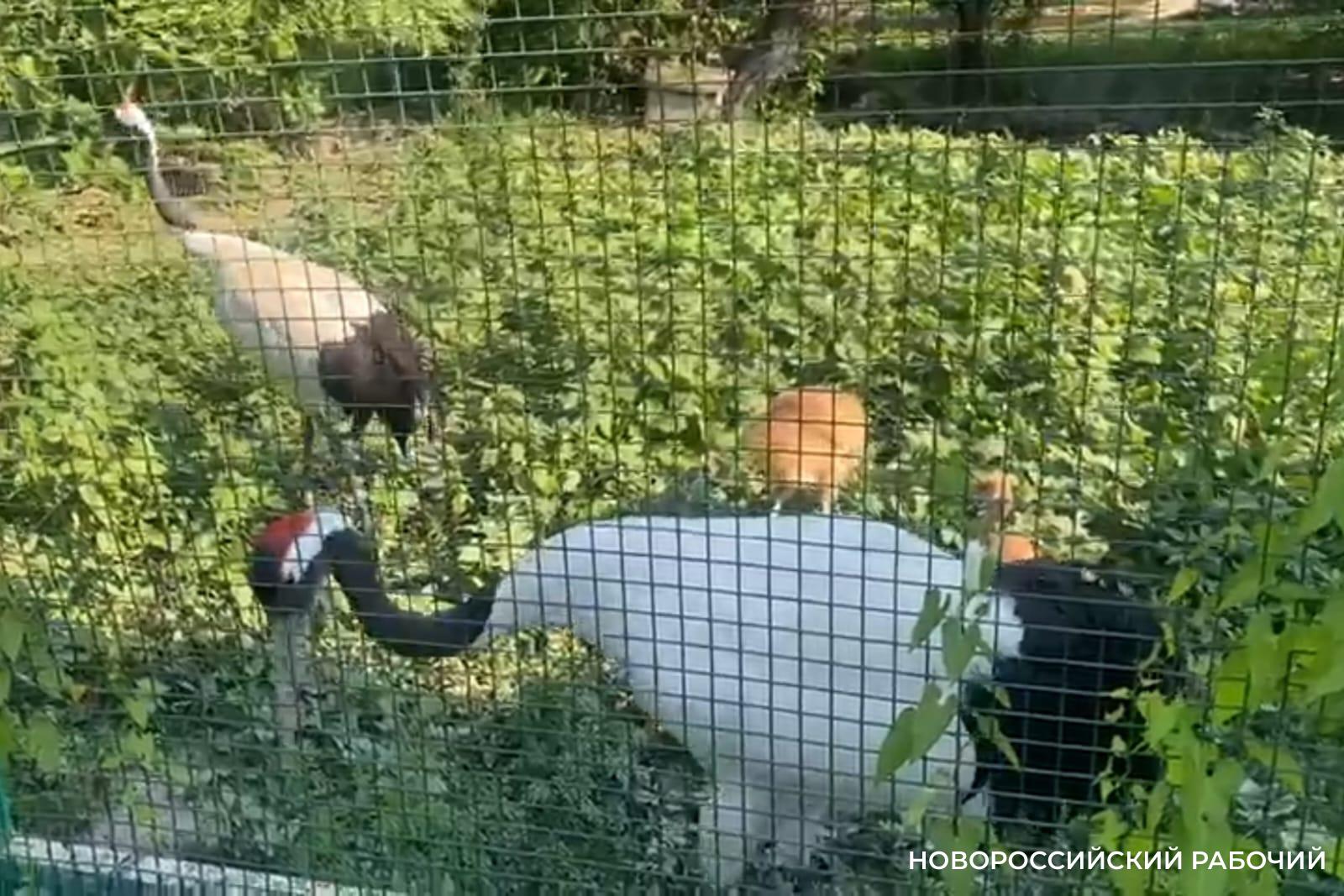 В зоопарке под Новороссийском подрастают «трудные» японские журавлята