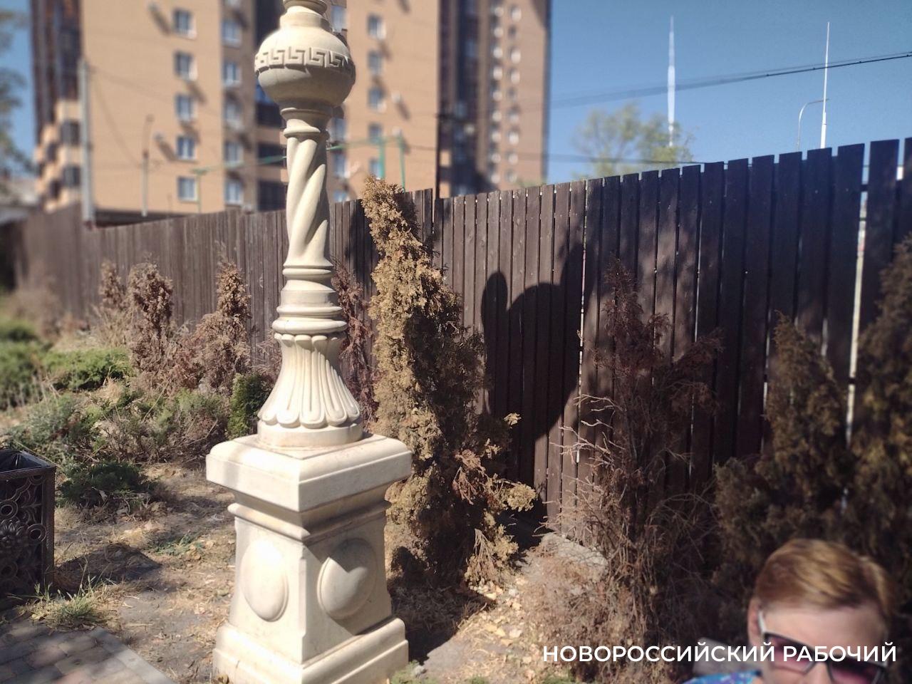 Новороссийцы жалуются на гибель деревьев в новых скверах
