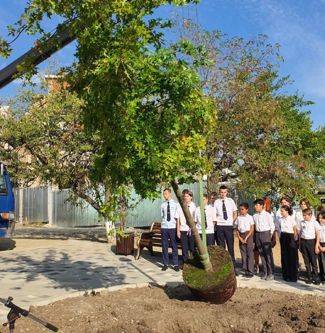 В «карманном парке», который придумал школьник из Новороссийска, посадили огромный дуб