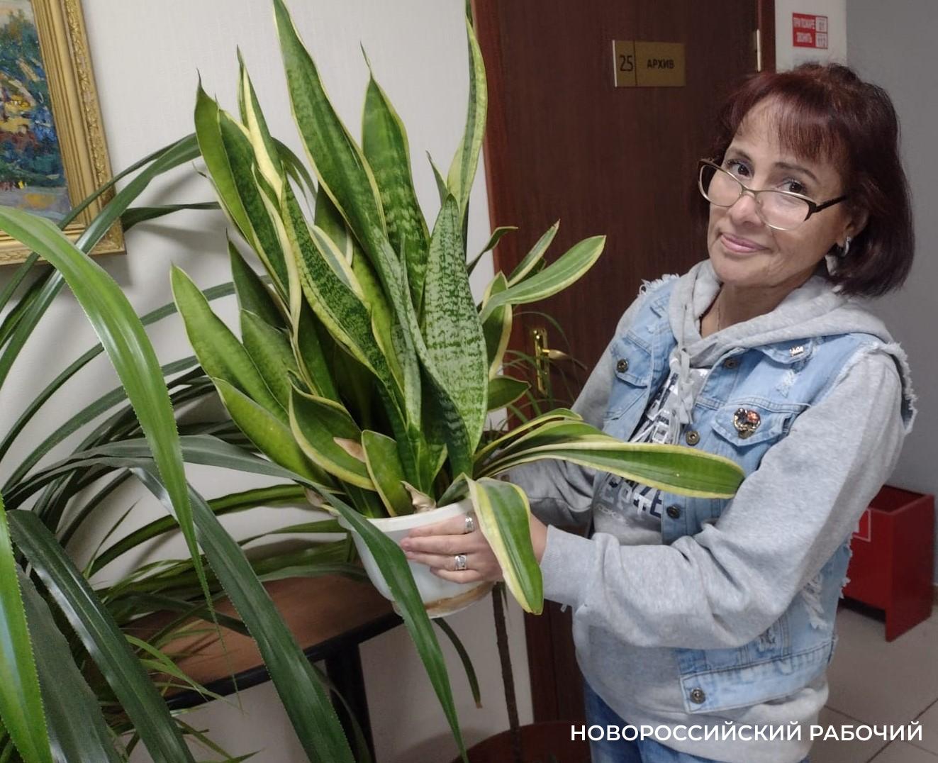 Условия Новороссийска выдерживают не все комнатные растения. Какие экзоты у нас выживут ?