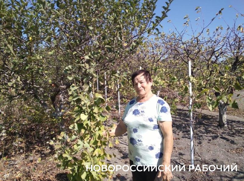 Секреты лечебного чая из реликтового растения знает жительница станицы под Новороссийском