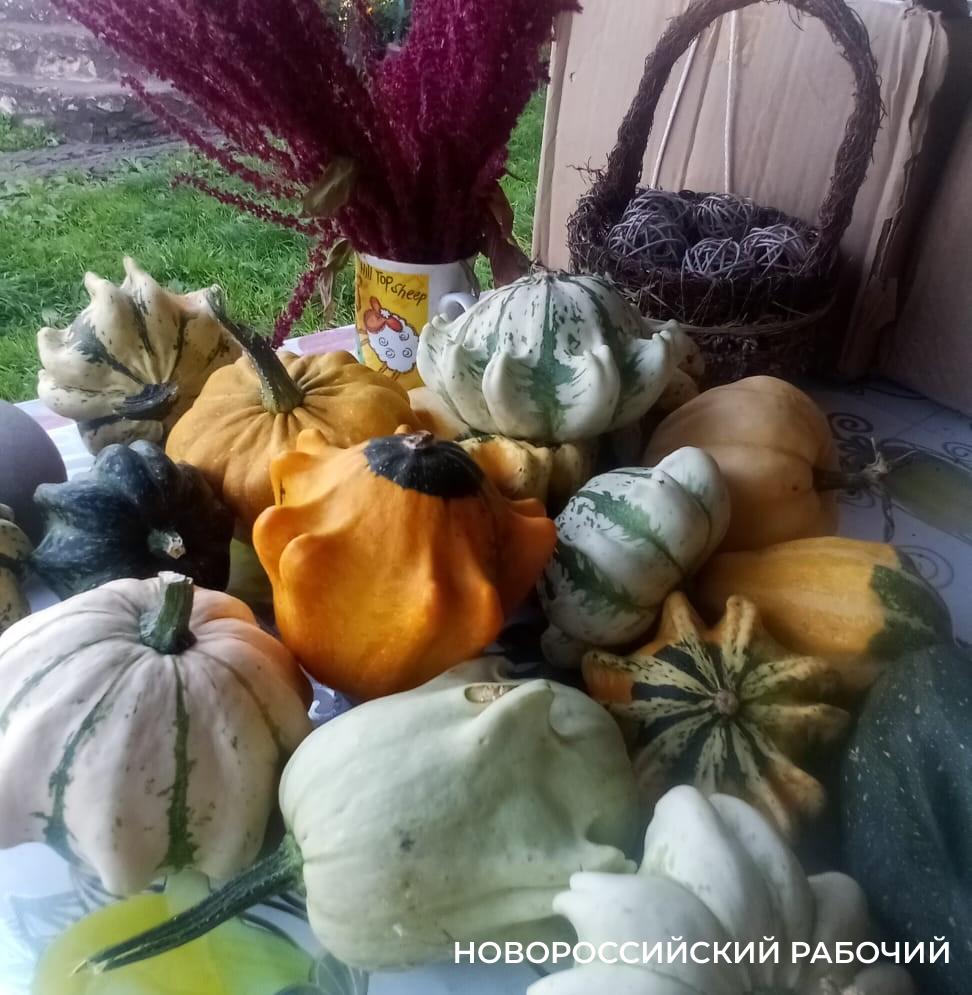 В Новороссийске огородники «распробовали» декоративную тыкву
