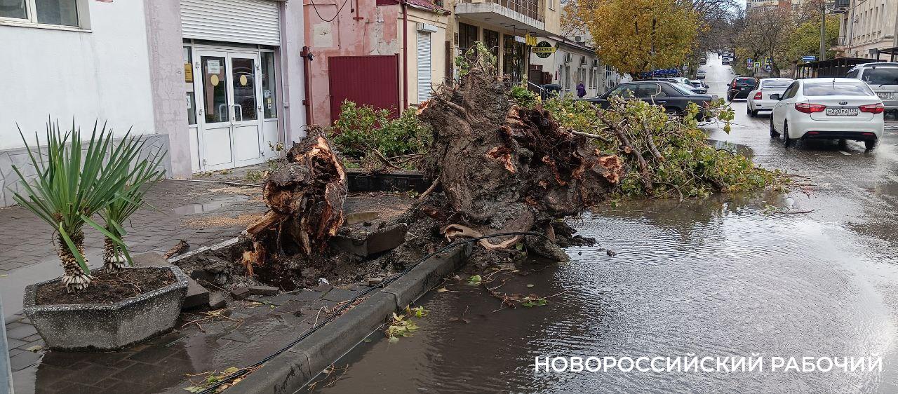Ночь стихии в Новороссийске: труп в лесу, раненый турист, вырванные заборы, сломанные как спички деревья
