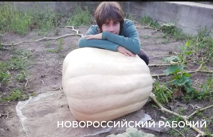 В Новороссийске дети выращивают гигантские тыквы. Начинают с 25-килограммовых