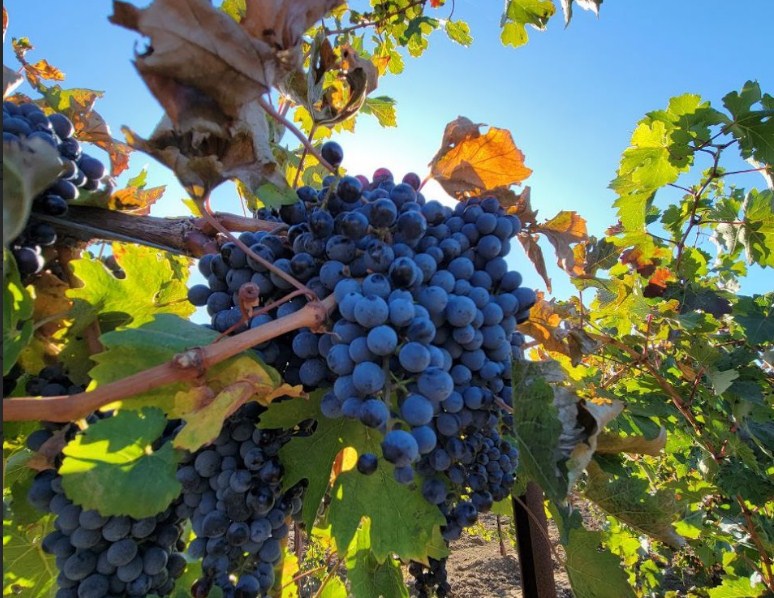 Фанагория» завершила сбор винограда