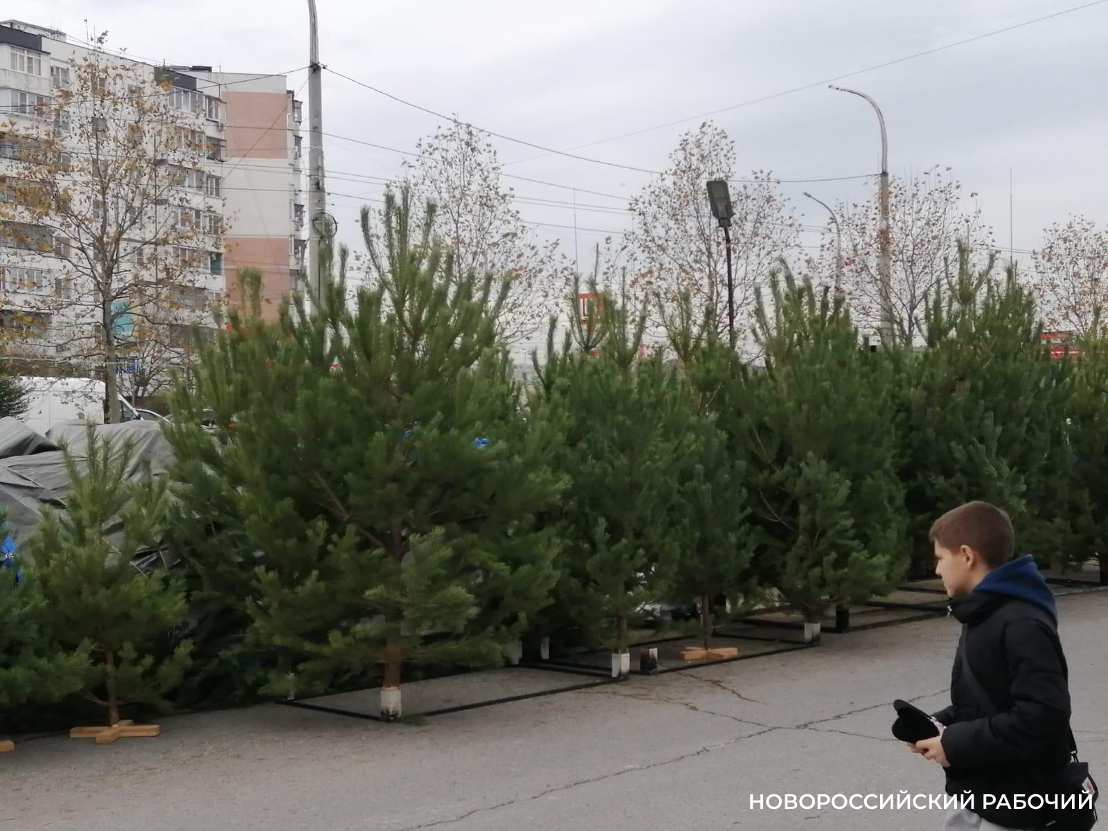 В Новороссийске начали продавать новогодние сосны. Что почем?