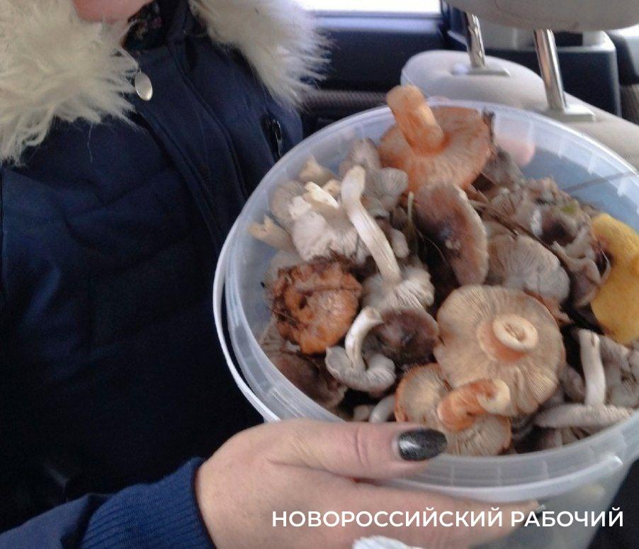 В Новороссийске в декабре пришла пора собирать грибы
