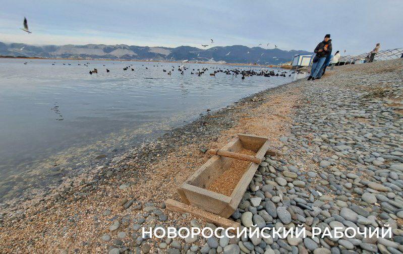 Готовимся к холодам: на берегу Суджуской лагуны Новороссийска поставили кормушку для правильной птичьей еды