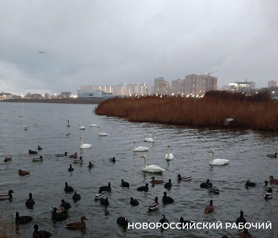 В Новороссийск прилетели лебеди