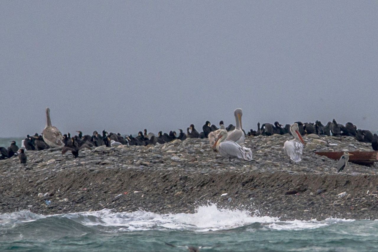 Остров Суджук в Новороссийске посетила семья пеликанов