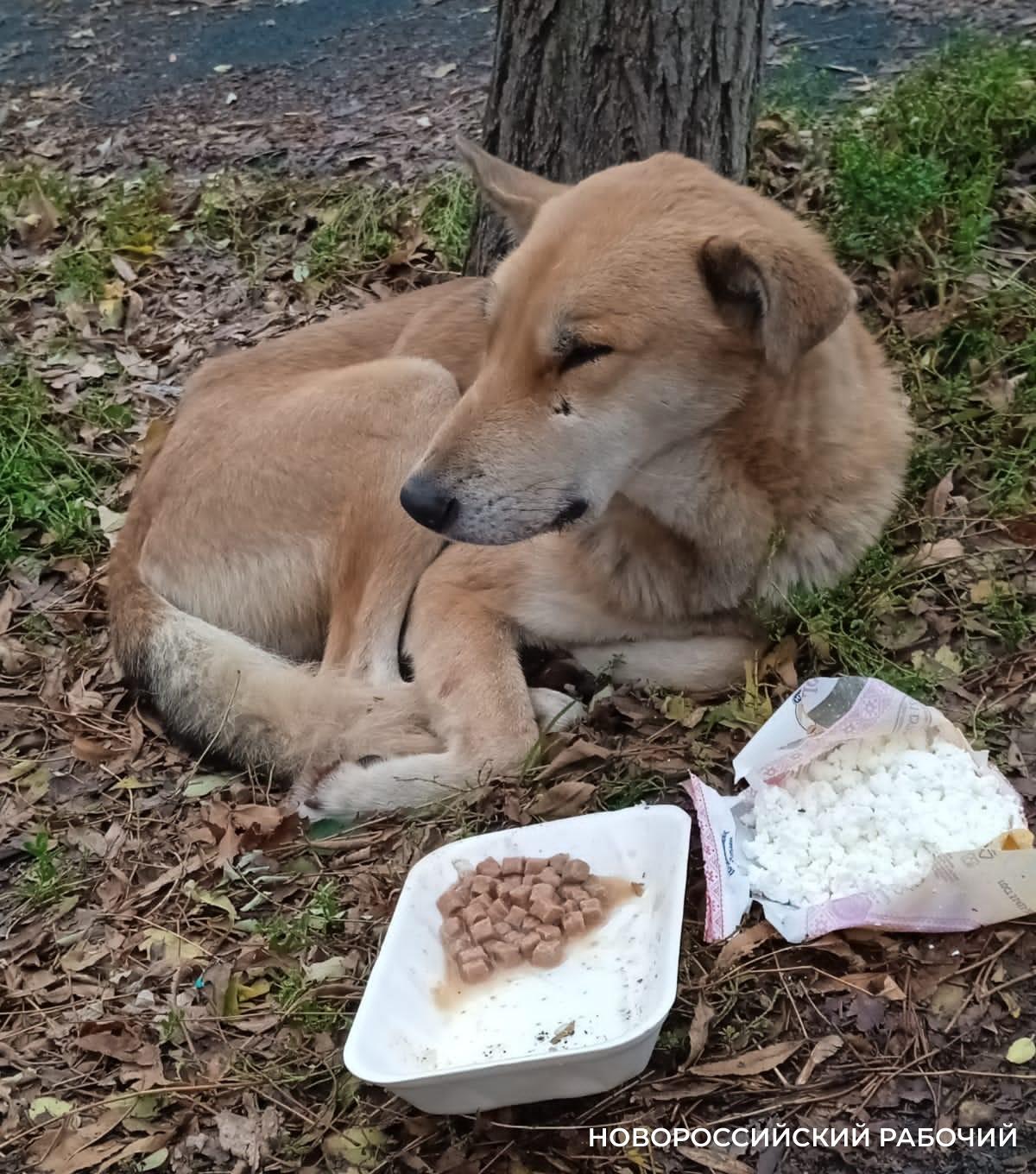 В Новороссийске с хозяев потерянных собак, которые жили в муниципальной передержке, хотят брать деньги за их содержание