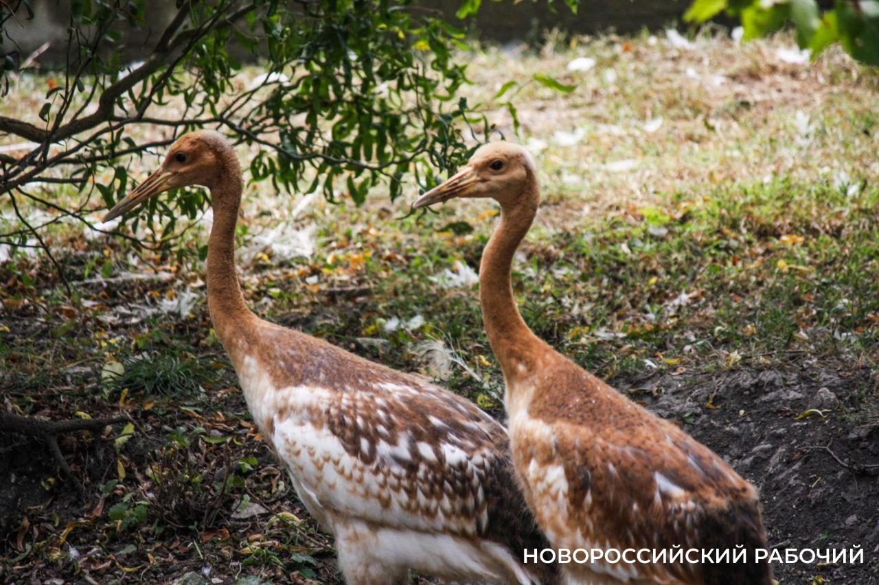В зоопарке под Новороссийском сумели вырастить двух редких журавлей