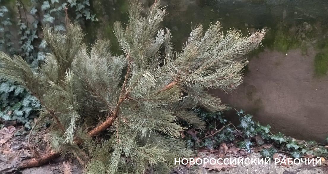 В Новороссийске не будет пунктов сбора новогодних елок