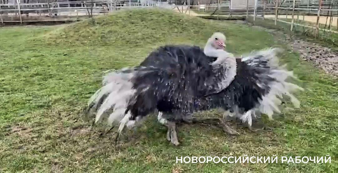В зоопарке под Новороссийском танцует страус. Пока — сам для себя. Видео