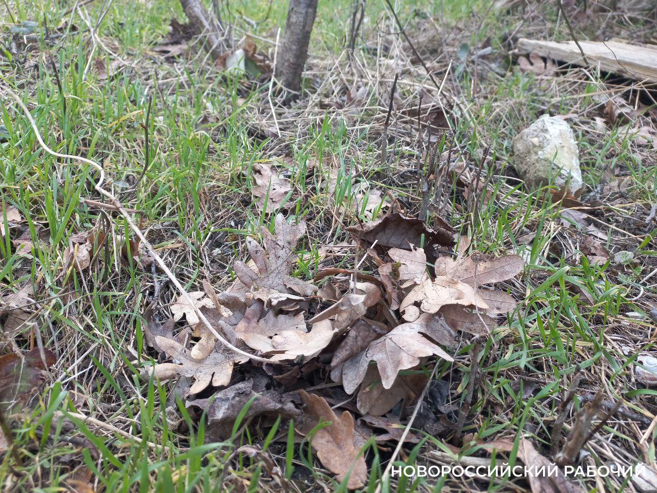 В Новороссийске 1 грамм наркотика прятали под сухими листьями в черной изоленте