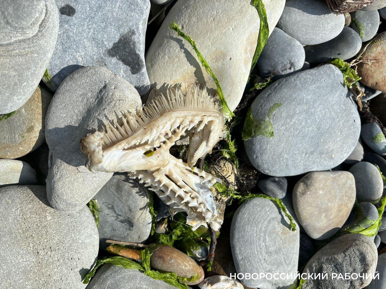 На берегу моря в Новороссийске обнаружили редкий скелет