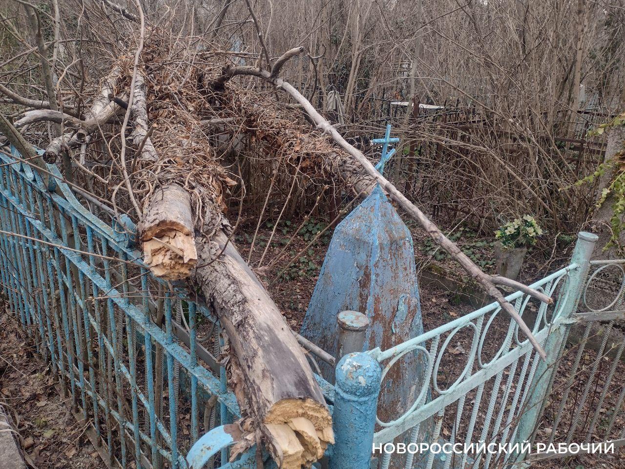 Новороссийцы просят расчистить старое кладбище от лесоповала