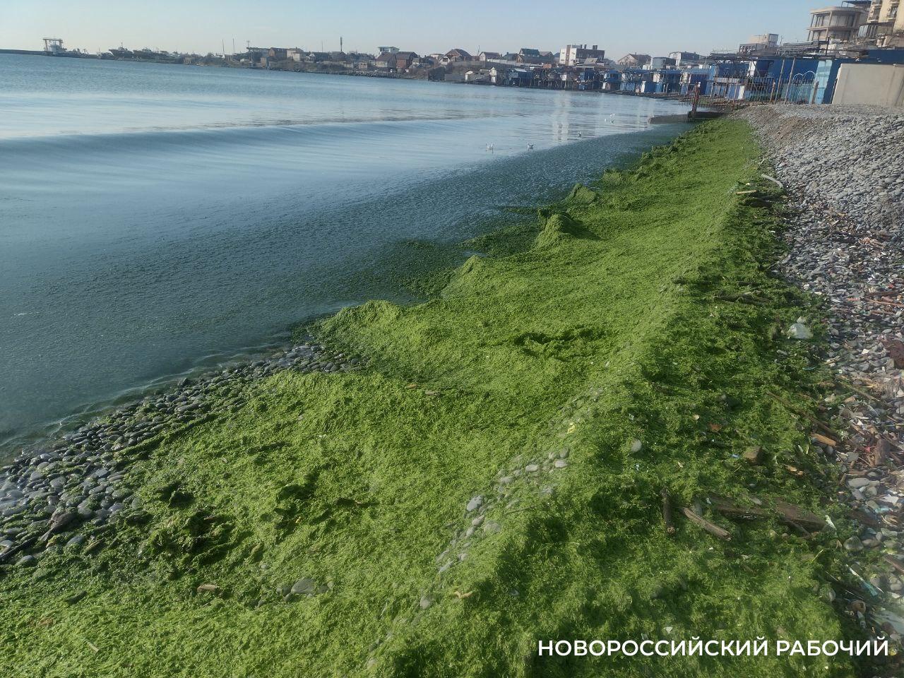 В Новороссийске сегодня «зеленый рассвет»: берег моря забросало водорослями