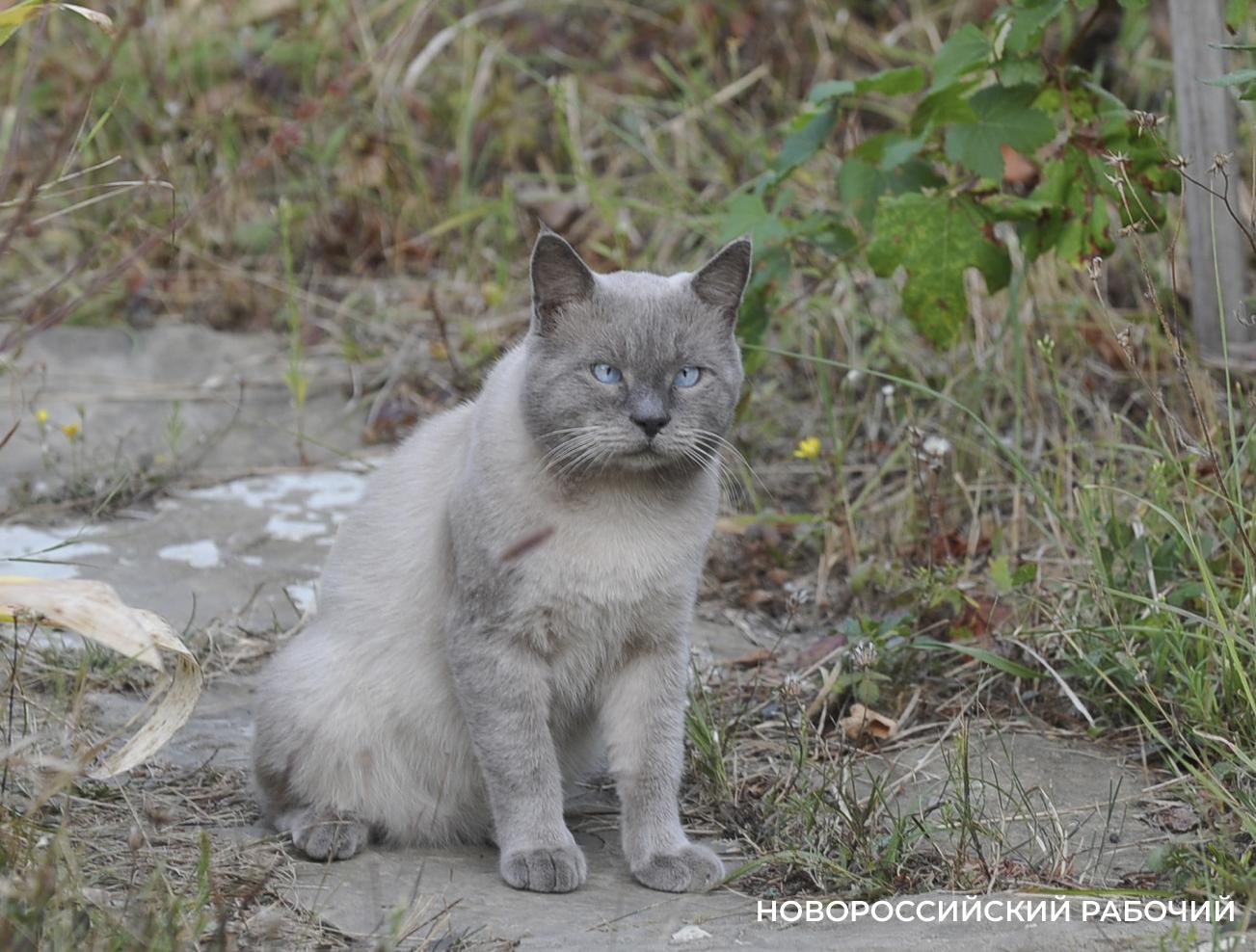 В Новороссийске осудят обманщика, обещавшего перевезти в наш город кота