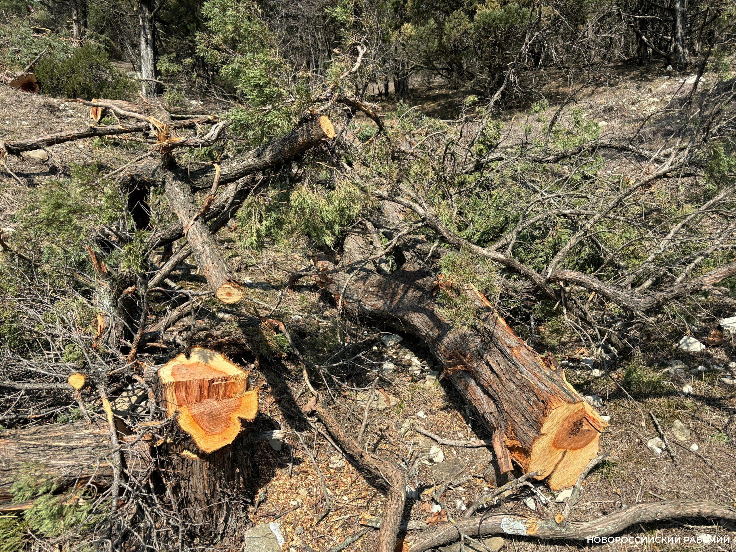 Около 5,5 тысяч редких деревьев вырубят на трассе новой ветки Троицкого водовода 