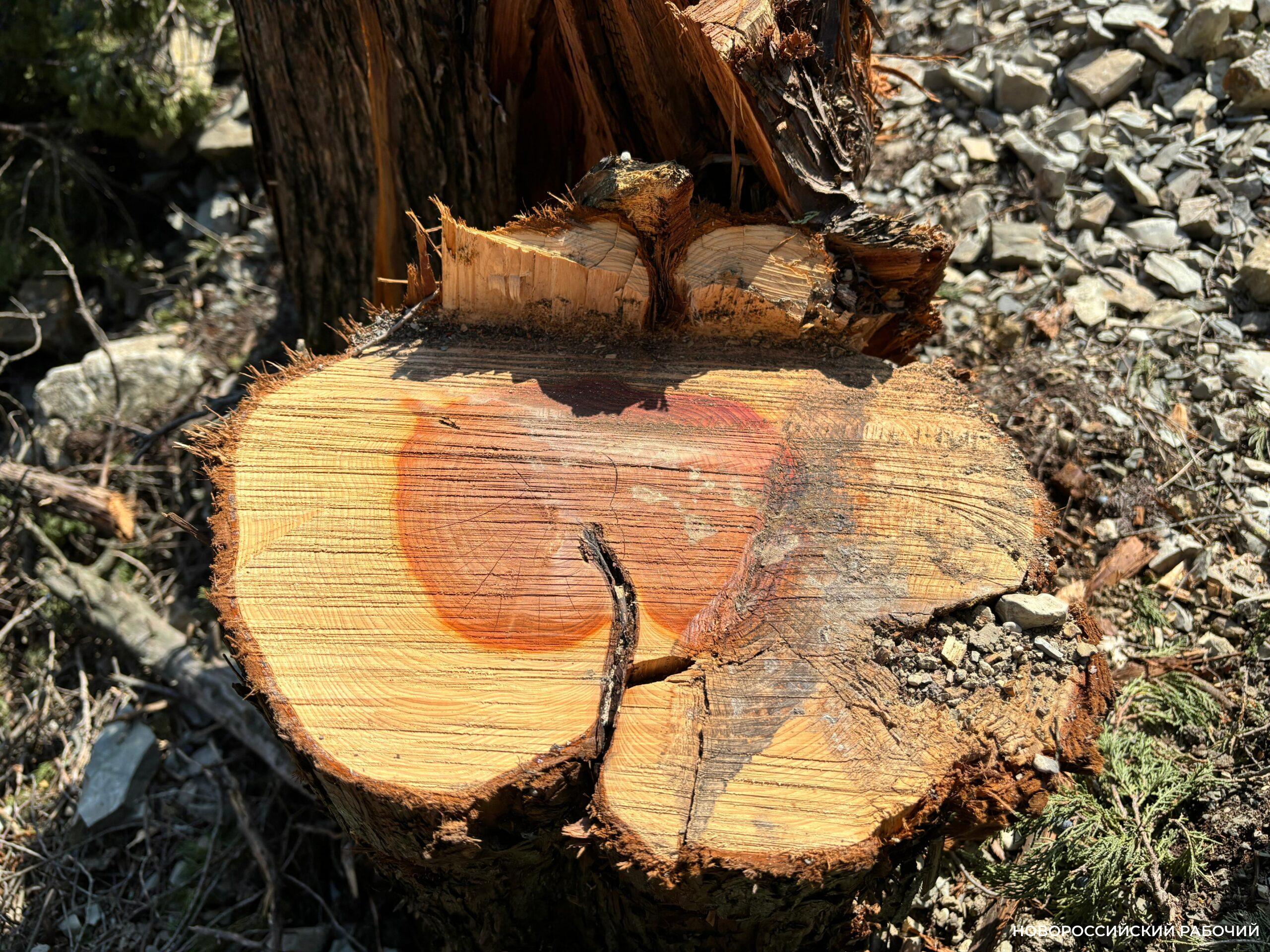 В Новороссийске «дровосек» ответит за уничтоженный лес в особо крупном размере