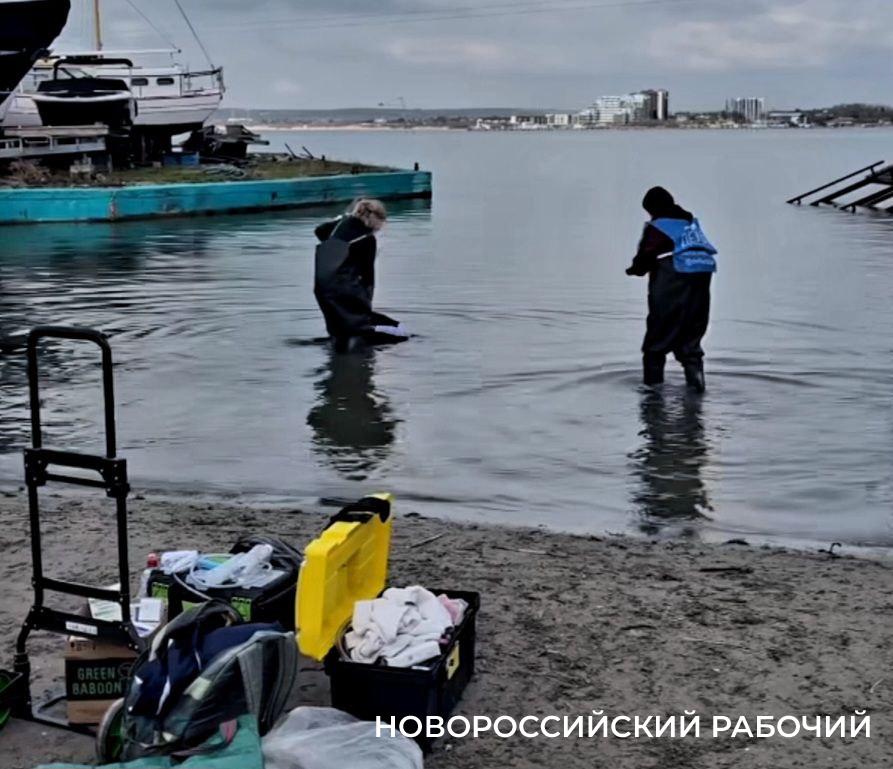 Волонтеры из Новороссийска помогли спасти дельфина в Анапе