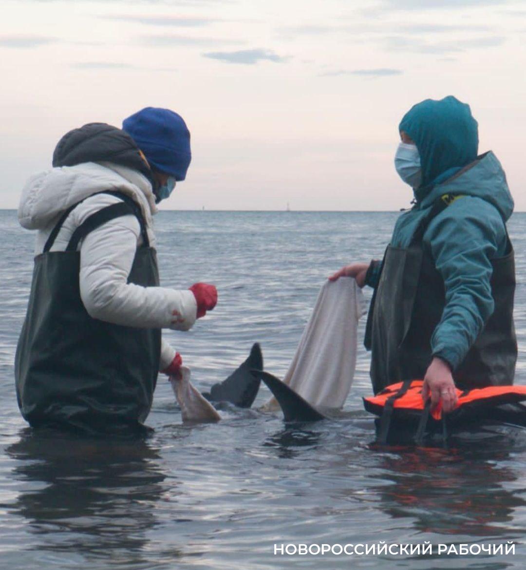 Начался сезон выброса дельфинов. Как новороссийцам спасать их правильно?