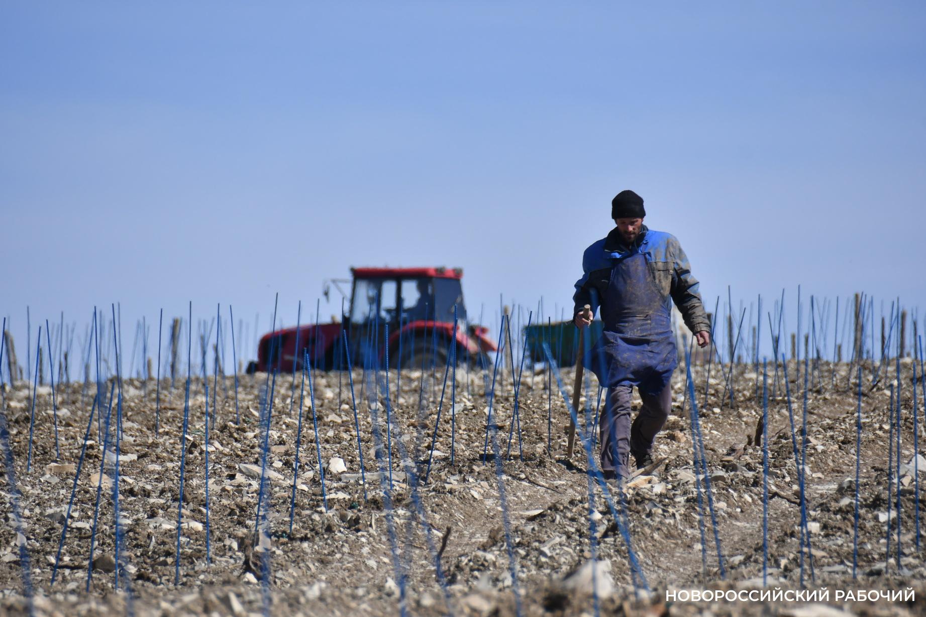 Виноградники в Абрау-Дюрсо называют по имени-отчеству