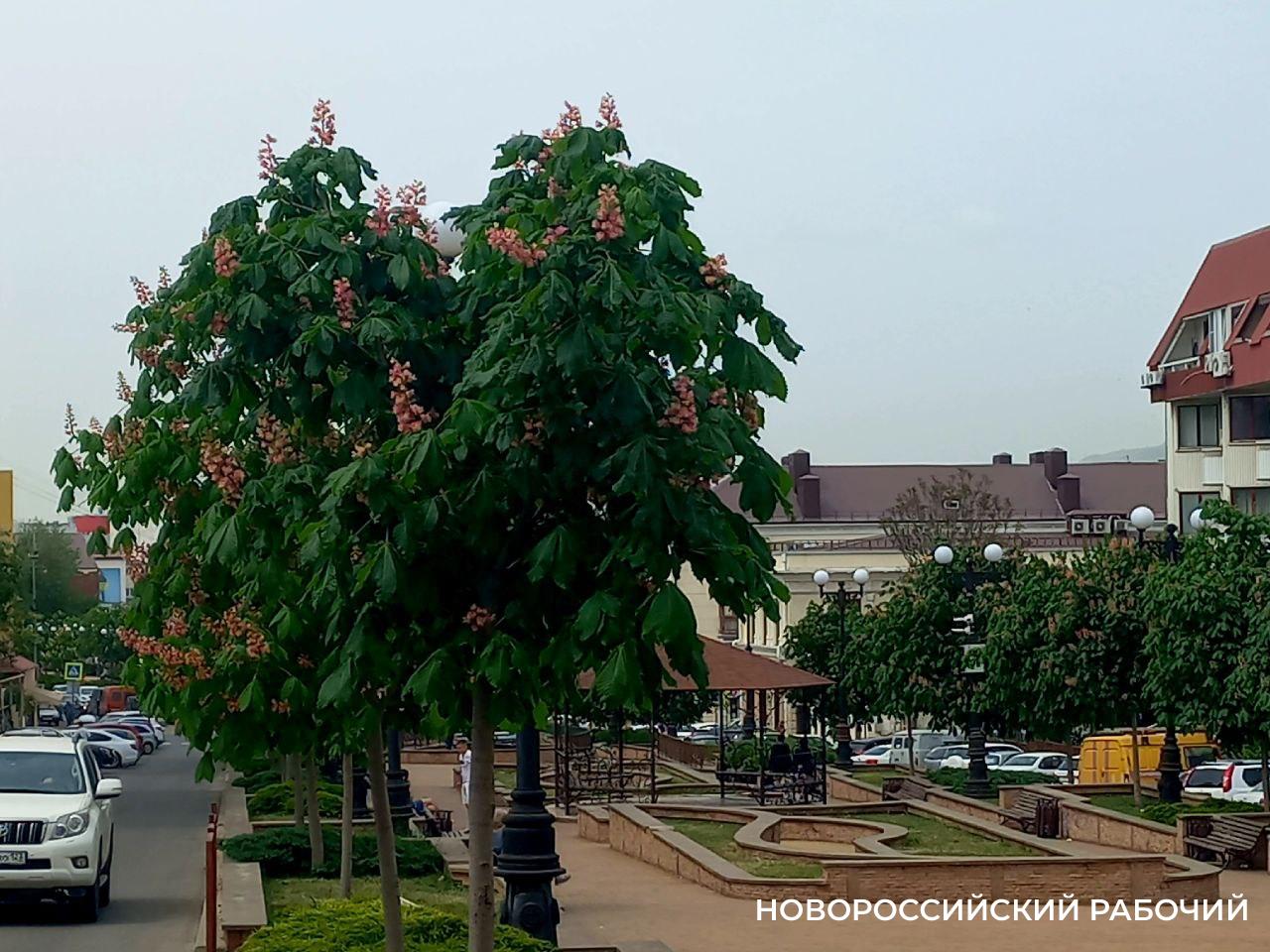 В Новороссийске зацветает аллея мясо-красных каштанов