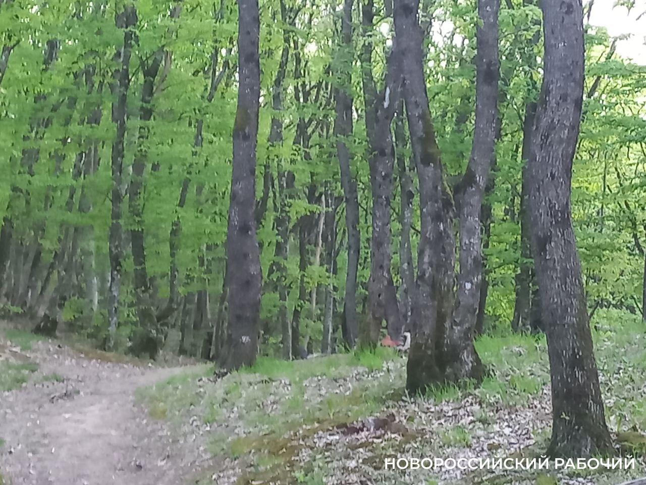 Можно ли сажать на клумбах растения из лесов Новороссийска