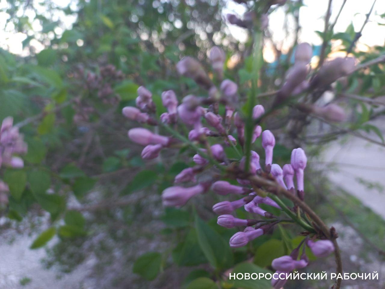 В Новороссийске распустилась сирень и зацвели орхидеи
