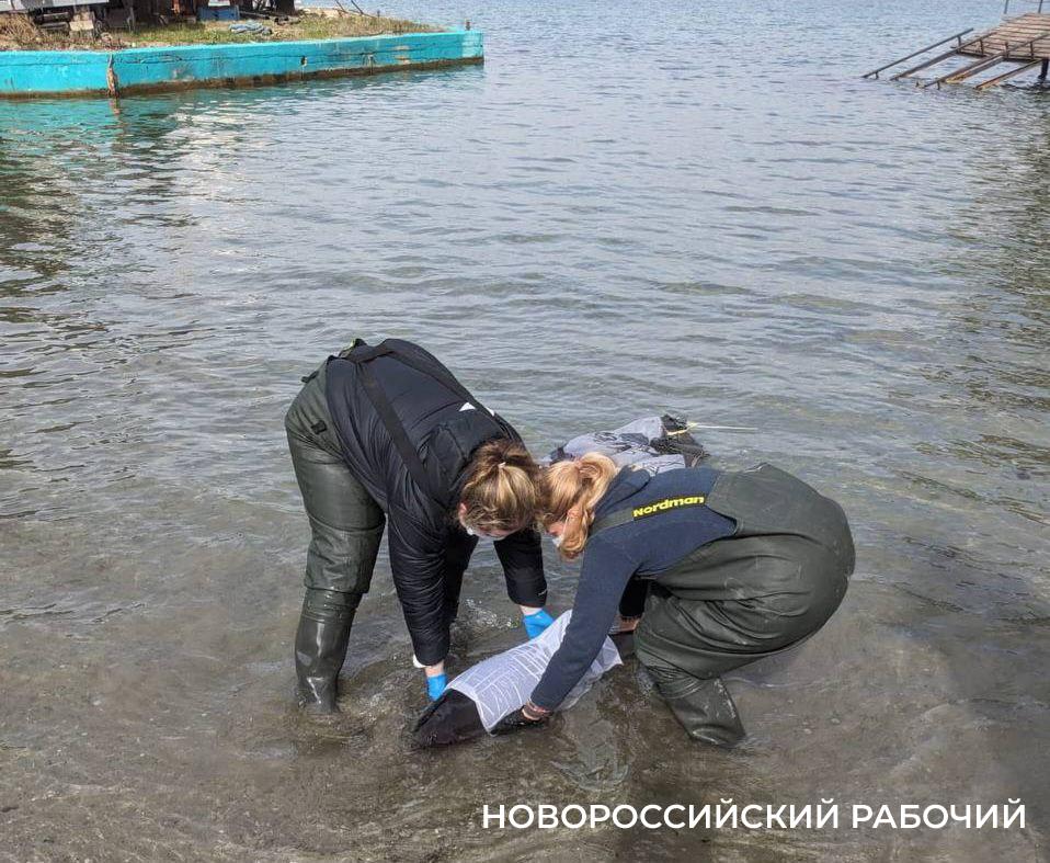 В Новороссийске будут учить спасению дельфинов